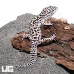 Adult Mack Snow Leopard Geckos (Eublepharis macularius) For Sale - Underground Reptiles