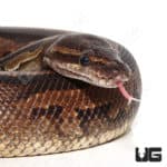 Adult Male Cinnamon Bongo Ball Python (Python regius)