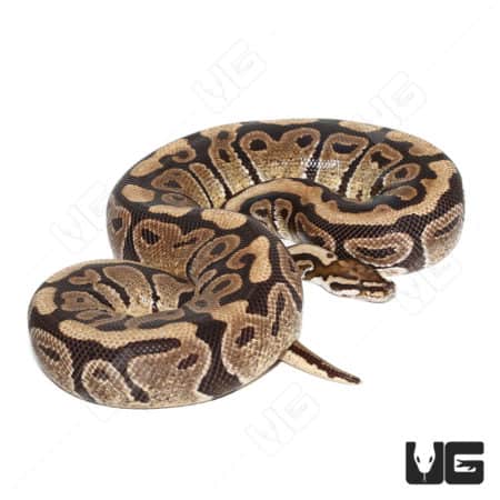 Adult Male Vanilla Ball Python (Python regius)