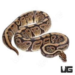 Adult Male Vanilla Ball Python (Python regius)