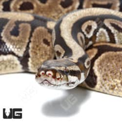 Adult Male Vanilla Ball Python (Python regius)