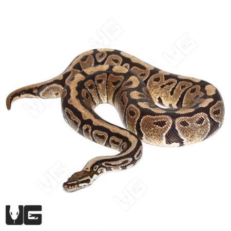 Adult Male Vanilla Ball Python (Python regius)