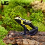 Adult Yellow Sipaliwini Dart Frogs (Dendrobates tinctorious) For Sale - Underground Reptiles