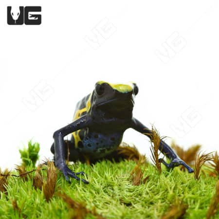 Adult Yellow Sipaliwini Dart Frogs (Dendrobates tinctorious) For Sale - Underground Reptiles