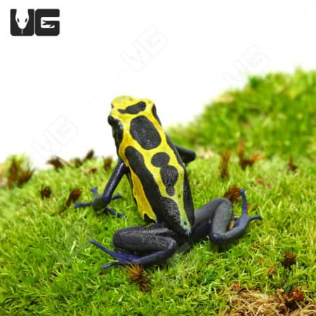 Adult Yellow Sipaliwini Dart Frog on mossy ground.