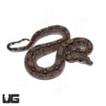 Baby Anery Central American Boa (Boa constrictor imperator) For Sale - Underground Reptiles