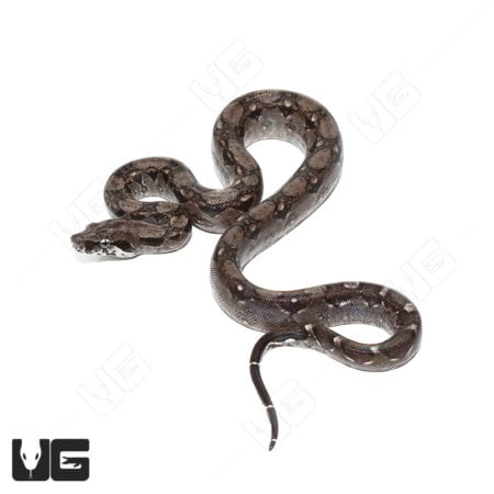 Baby Anery Central American Boa (Boa constrictor imperator) For Sale - Underground Reptiles