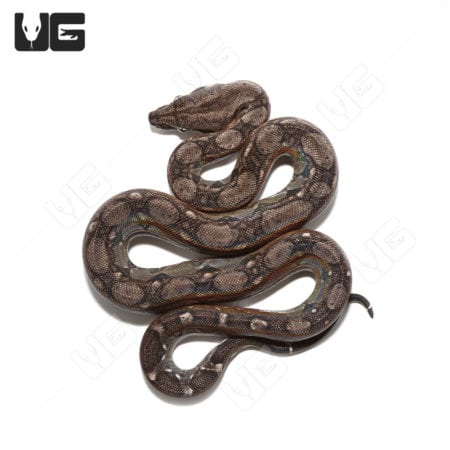 Baby Anery Central American Boa (Boa constrictor imperator) For Sale - Underground Reptiles