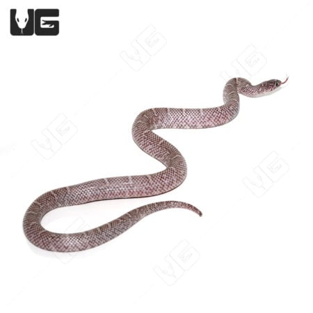 Axanthic Brooks Kingsnake juvenile, showcasing distinctive gray and black patterning.