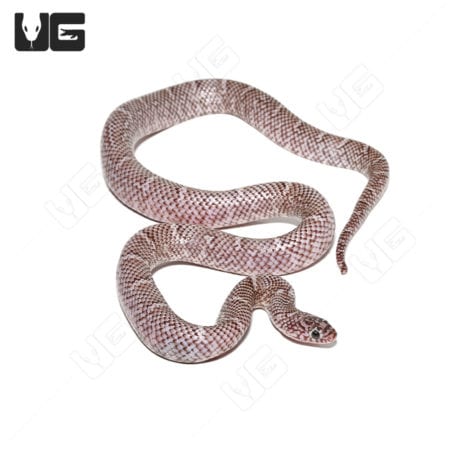 Axanthic Brooks Kingsnake juvenile, showcasing distinctive coloration and pattern.