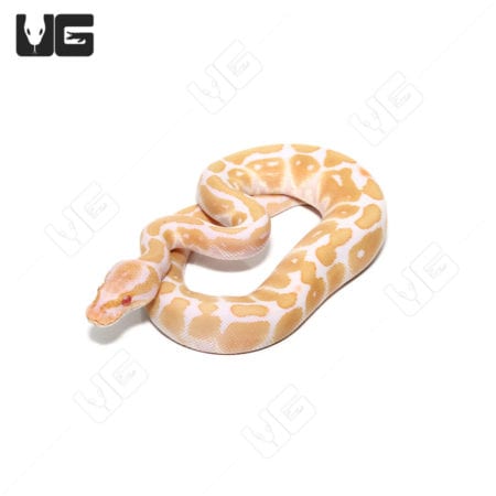 Baby Candino Ball Python (Python regius) For Sale - Underground Reptiles