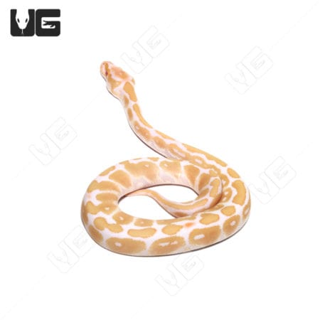 Baby Candino Ball Python in white and yellow coloration.