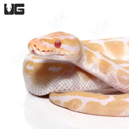 Baby Candino Ball Python, a stunning albino morph with vibrant yellow and white coloration. Perfect.