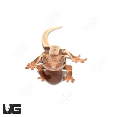 Lilly White Crested Gecko baby, vibrant and unique reptile from Underground Reptiles.