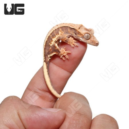 Baby Lilly White Crested Gecko on finger, vibrant reptile pet.