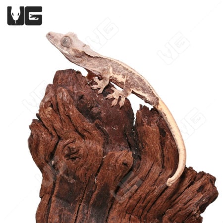 Lilly White Crested Gecko baby perched on a piece of driftwood.