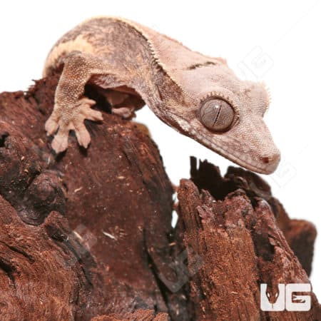 Baby Lilly White Crested Gecko perched on wood branch, close-up view.