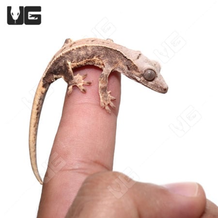 Baby Lilly White Crested Gecko perched on a finger, showcasing its unique coloration.