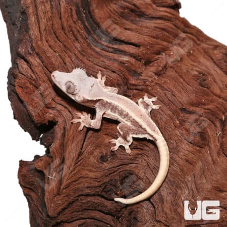 Baby Lilly White Crested Gecko on wood branch, close-up.