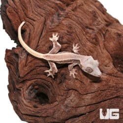 Baby Lilly White Crested Gecko #5 (Correlophus ciliatus) For Sale - Underground Reptiles