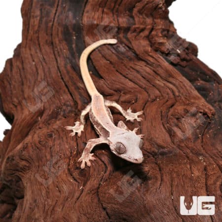Baby Lilly White Crested Gecko on wood branch.