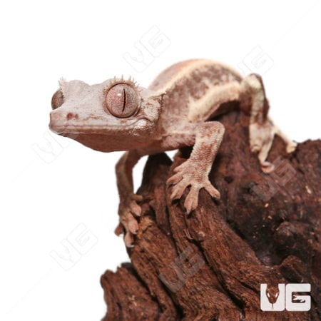 Baby Lilly White Crested Gecko, close-up of adorable gecko perched on wood branch.