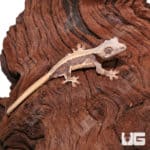 Baby Lilly White Crested Gecko #6 (Correlophus ciliatus) For Sale - Underground Reptiles