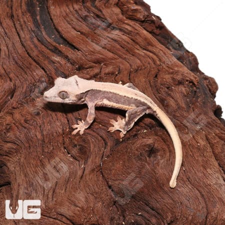 Lilly White Crested Gecko baby on wood background.