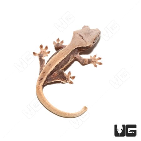 Lilly White Crested Gecko baby, a vibrant and rare reptile from Underground Reptiles. Perfect for re.