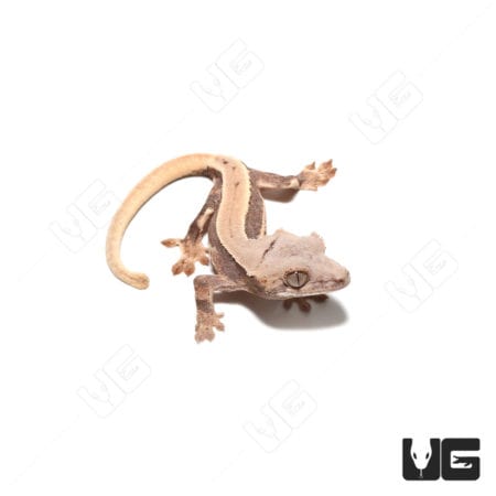 Baby Lilly White Crested Gecko, vibrant reptile for sale.