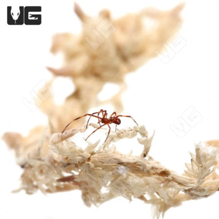 Red Widow Spider (Latrodectus bishopi) For Sale - Underground Reptiles