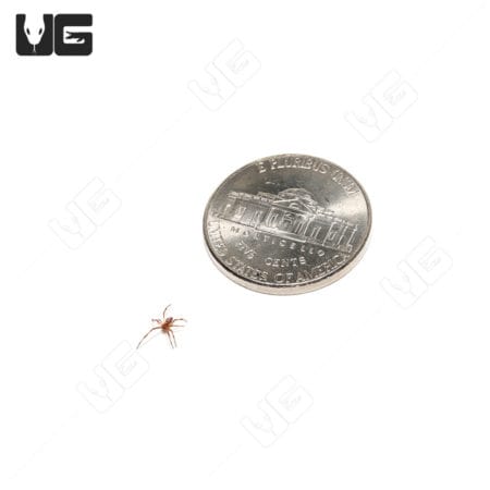 Red Widow Spider (Latrodectus bishopi) For Sale - Underground Reptiles