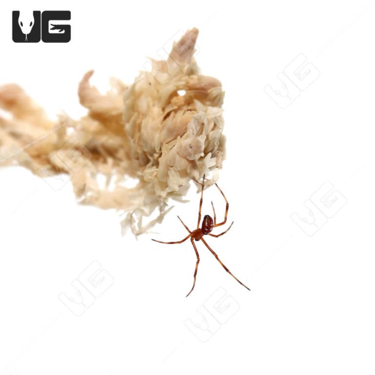 Red Widow Spider (Latrodectus bishopi) For Sale - Underground Reptiles