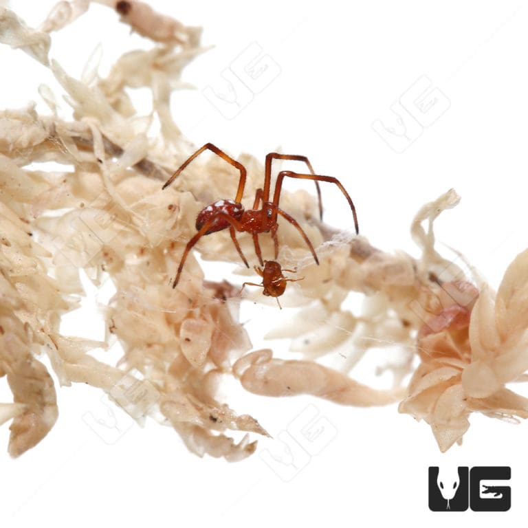 Red Widow Spider (Latrodectus bishopi) For Sale - Underground Reptiles