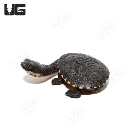 Baby Timor Snake Neck Turtle, a small aquatic reptile with a long neck and distinctive shell pattern.