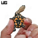 Baby Timor Snake Neck Turtles (Chelodina timorensis) For Sale - Underground Reptiles