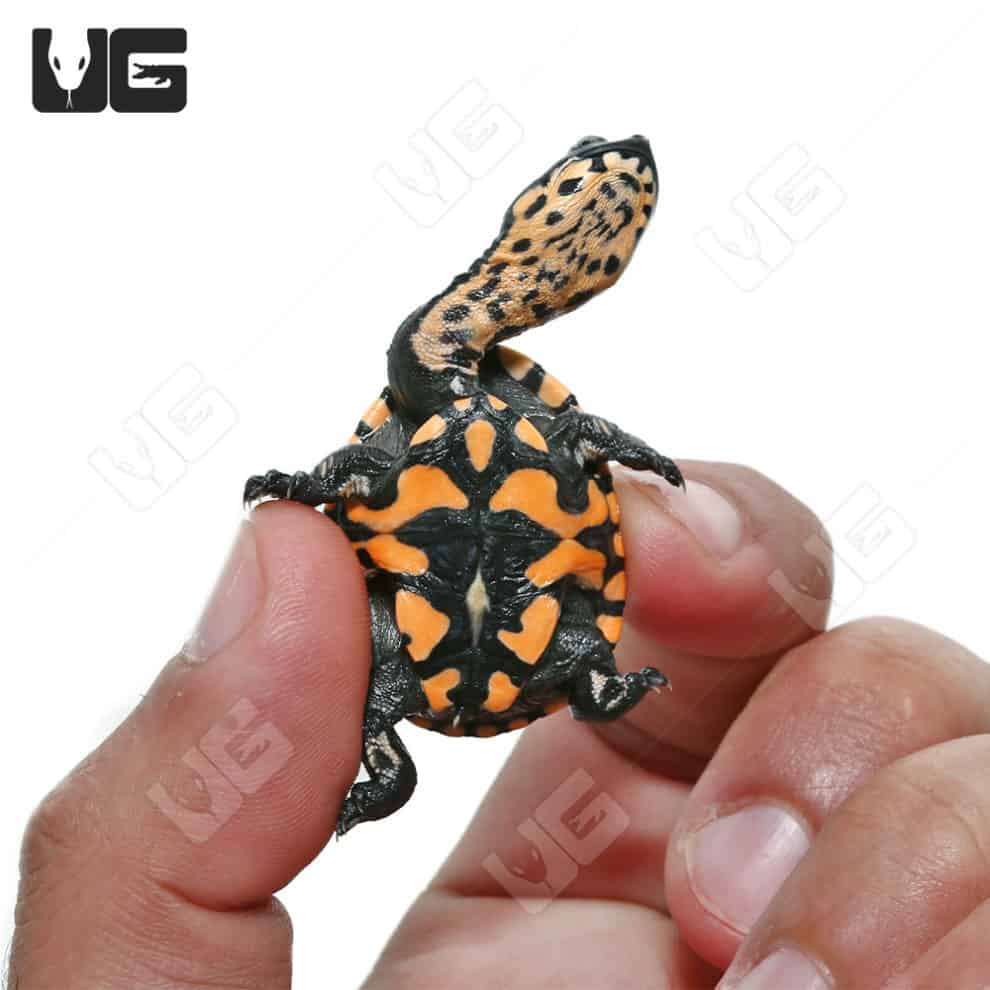 Baby Siebenrock\\\'s Snake Necked Turtles For Sale - Underground Reptiles