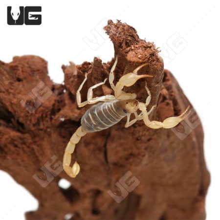 Baerg's Sand Swimmer Scorpion on wood, close-up image.