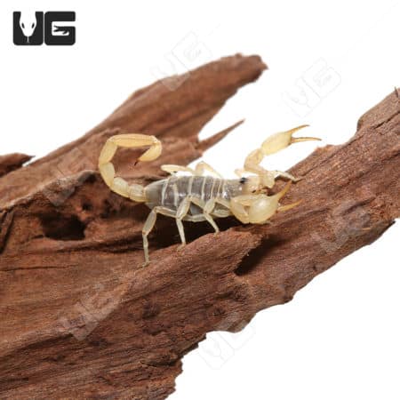 Baerg's Sand Swimmer Scorpion on wood, close-up image.