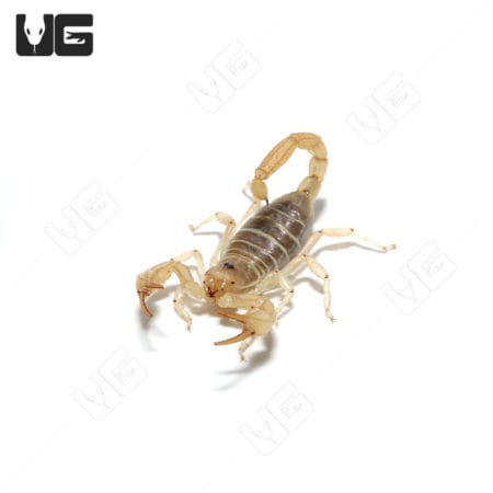 Sand Swimmer Scorpion, desert-dwelling arachnid, ideal for reptile and invertebrate enthusiasts.