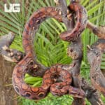 Brazilian Rainbow Boas (Epicrates cenchria) For Sale - Underground Reptiles