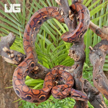 Brazilian Rainbow Boas (Epicrates cenchria) For Sale - Underground Reptiles