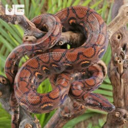 Brazilian Rainbow Boas (Epicrates cenchria) For Sale - Underground Reptiles