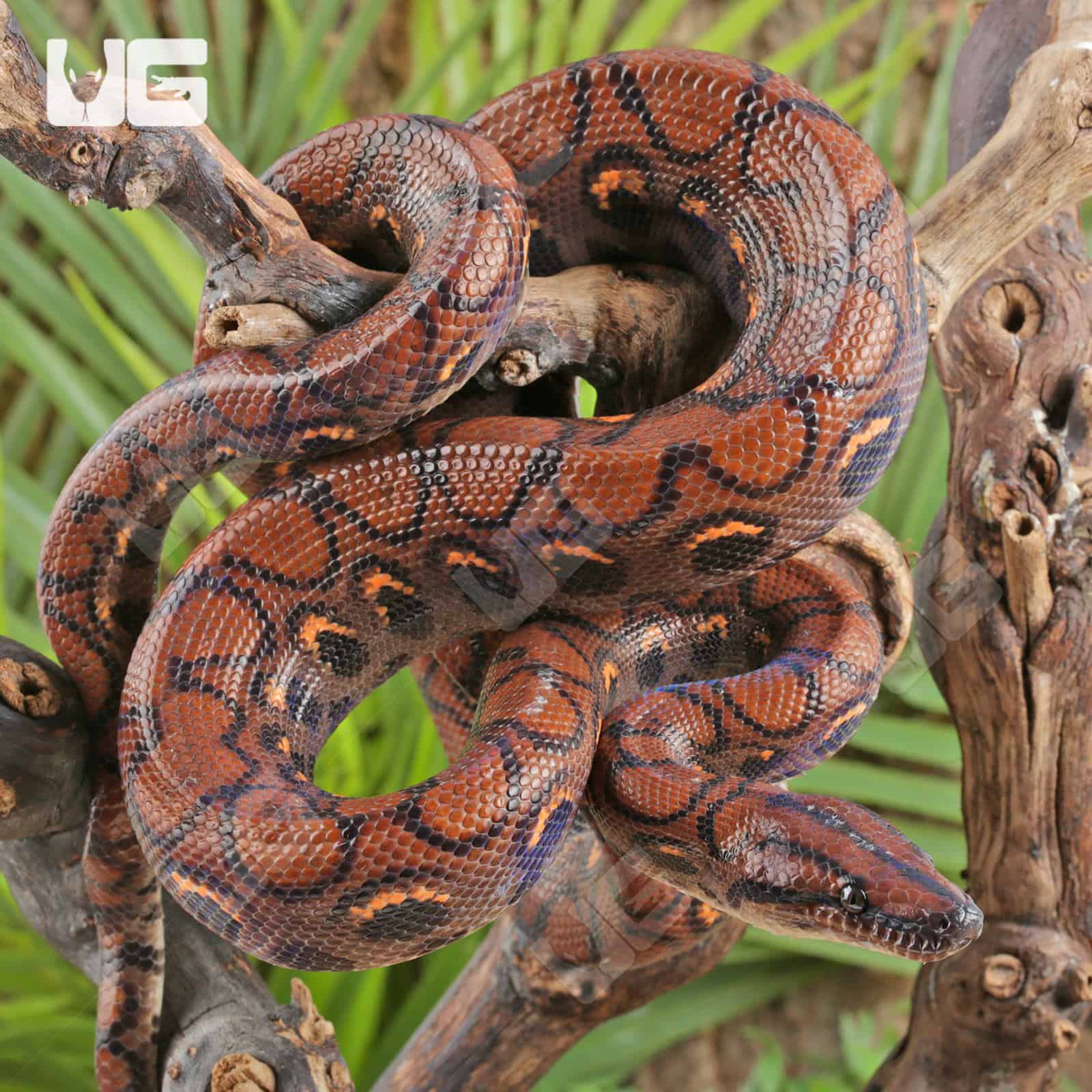 Brazilian Rainbow Boas (Epicrates cenchria) For Sale - Underground Reptiles
