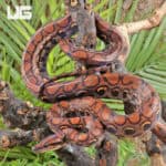 Brazilian Rainbow Boas (Epicrates cenchria) For Sale - Underground Reptiles