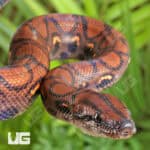 Brazilian Rainbow Boas (Epicrates cenchria) For Sale - Underground Reptiles