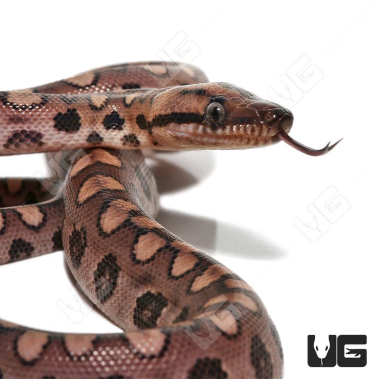Baby Brazilian Rainbow Boas (Epicrates cenchria) For Sale Underground