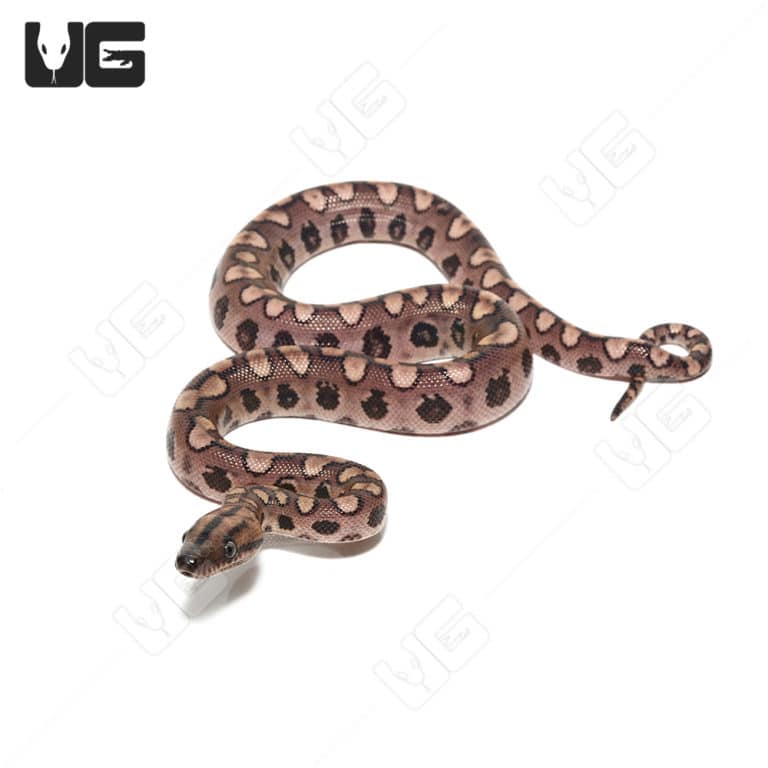 Curated visual reference: Picture Idea: Baby Brazilian Rainbow Boas For Sale