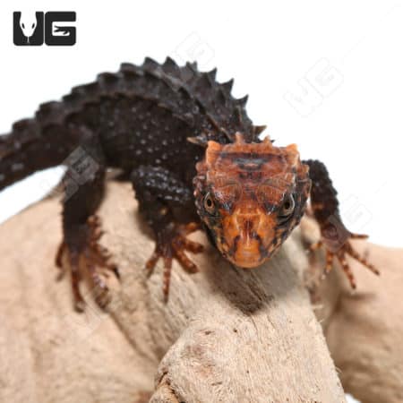 Red Eyed Crocodile Skinks (Tribolonotus gracilis) For Sale - Underground Reptiles