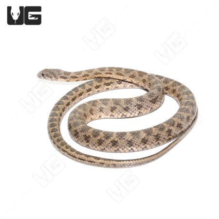Coin Marked Snake in natural coloration, showcasing its distinctive markings and slender body.
